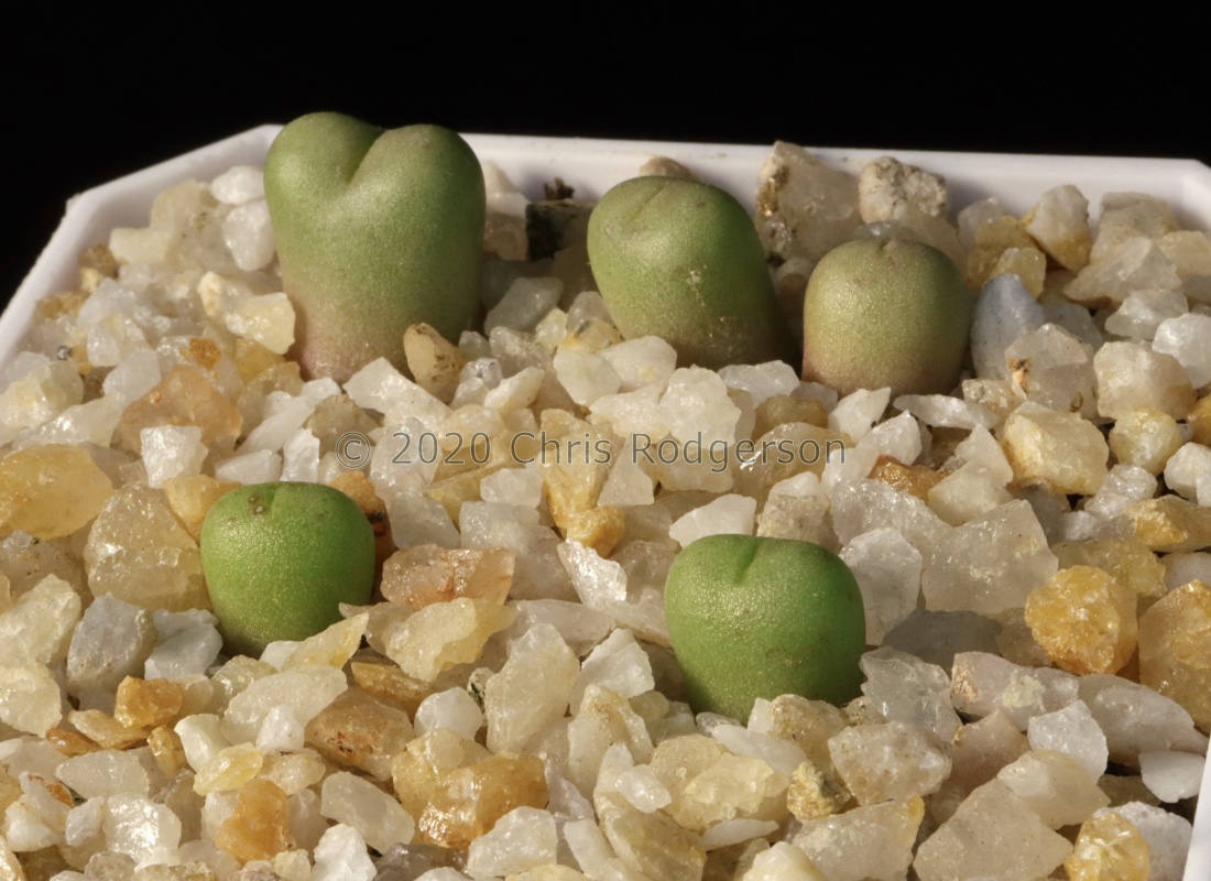 cylindratum seed raised and photographed by Charles Li