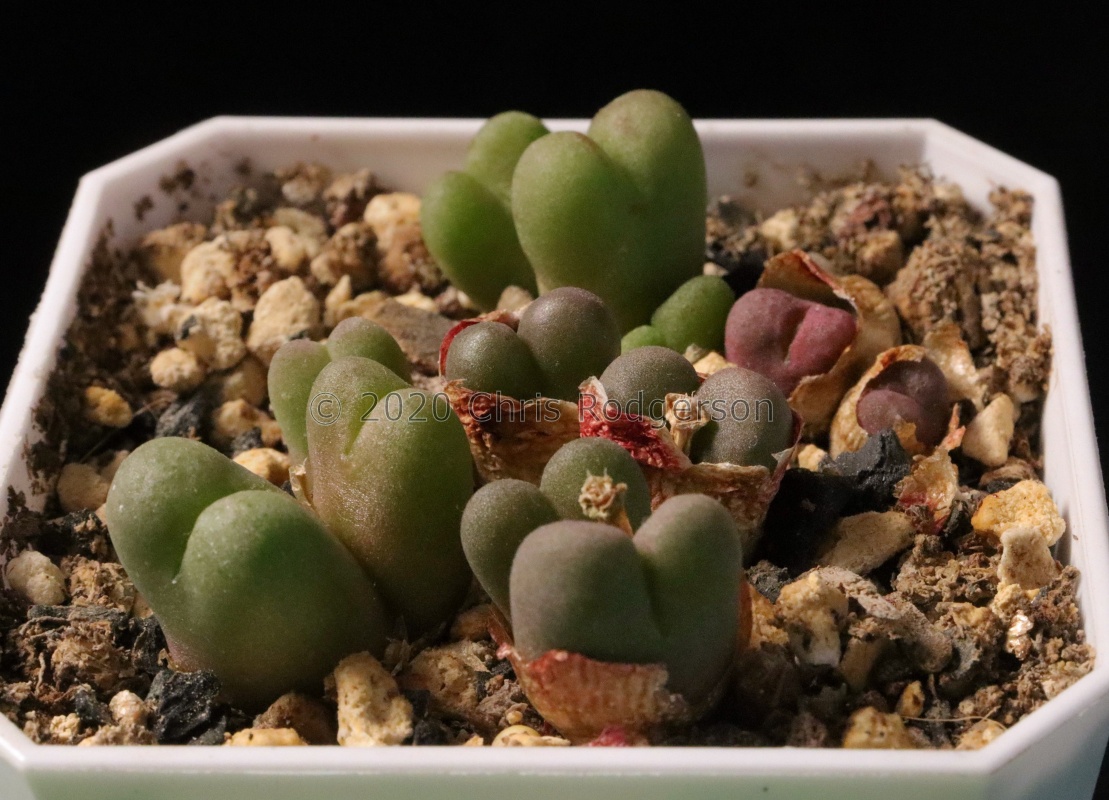 roodiae SB2292 seed raised and photographed by Charles Li.1