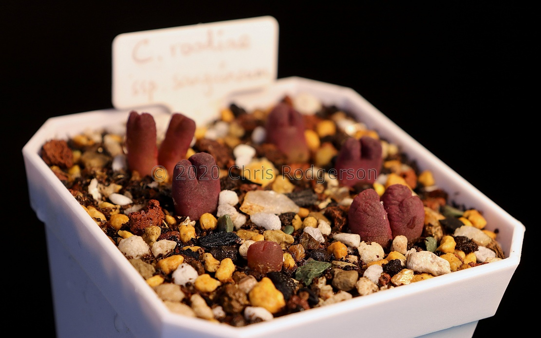 sanguineum H&amp;B1086 seed raised and photographed by Charles Li.1