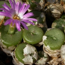 obscurum ssp.sponsaliorum